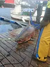 Håbrannen ble målt til 270 centimenter lang. - Jeg har ikke fått veid den ennå, men det veier nok mellom 150-200 kg, tror Alsli.