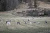 Nå som snøen forsvinner på åkrene dukker det også opp rein for å spise. Om ikke lang tid starter flyttingen av disse fra kystbygdene og inn på fjellet hvor kalvingen skal finne sted.
