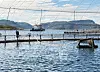 Illustrasjonsbilde Salmar oppdrett.